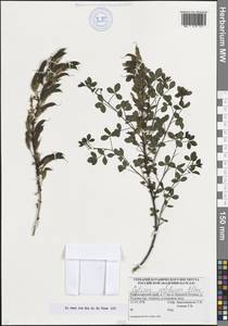 Chamaecytisus triflorus subsp. triflorus, Caucasus, Krasnodar Krai & Adygea (K1a) (Russia)