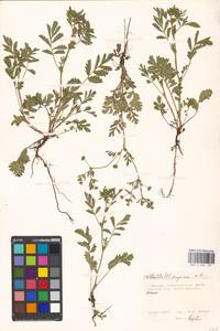 Potentilla supina L., Eastern Europe, Moscow region (E4a) (Russia)