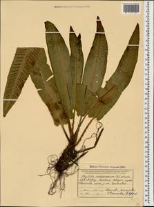 Asplenium scolopendrium subsp. scolopendrium, Caucasus, Krasnodar Krai & Adygea (K1a) (Russia)