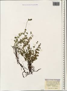 Asperula prostrata (Adams) K.Koch, Caucasus, Krasnodar Krai & Adygea (K1a) (Russia)