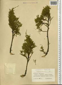 Juniperus sabina L., Siberia, Altai & Sayany Mountains (S2) (Russia)