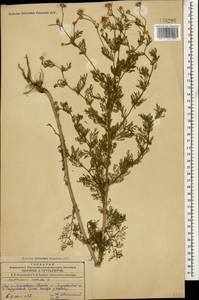 Anthemis cotula L., Caucasus, Azerbaijan (K6) (Azerbaijan)