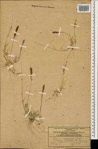 Tragus racemosus (L.) All., Caucasus, Azerbaijan (K6) (Azerbaijan)