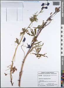 Delphinium cheilanthum Fisch. ex DC., Siberia, Central Siberia (S3) (Russia)