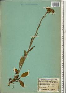 Tephroseris integrifolia subsp. caucasigena (Schischk.) Greuter, Caucasus, Armenia (K5) (Armenia)