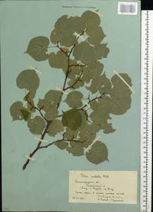 Tilia cordata Mill., Eastern Europe, Lower Volga region (E9) (Russia)