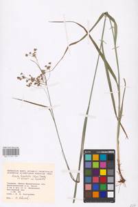 Luzula luzuloides (Lam.) Dandy & E.Willm., Eastern Europe, West Ukrainian region (E13) (Ukraine)