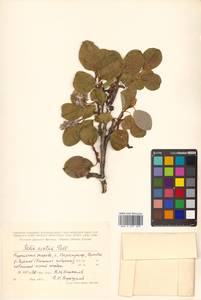 Salix arctica Pall., Siberia, Russian Far East (S6) (Russia)