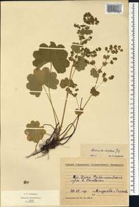 Alchemilla rhiphaea Juz., Eastern Europe, Eastern region (E10) (Russia)