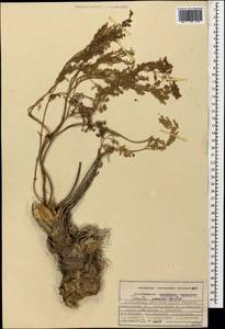 Ferula caspica M.Bieb., Caucasus, Azerbaijan (K6) (Azerbaijan)