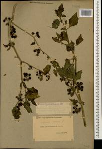 Solanum nigrum L., Caucasus, Dagestan (K2) (Russia)