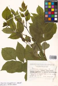 Fraxinus pennsylvanica Marshall, Eastern Europe, Moscow region (E4a) (Russia)