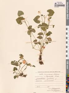 Viola hamiltoniana D.Don, Siberia, Russian Far East (S6) (Russia)