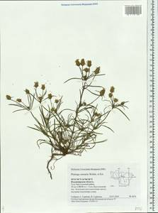 Plantago arenaria Waldst. & Kit., Eastern Europe, Central region (E4) (Russia)