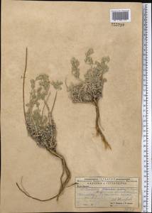 Artemisia schrenkiana Ledeb., Middle Asia, Caspian Ustyurt & Northern Aralia (M8) (Kazakhstan)