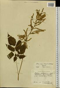Aruncus dioicus var. kamtschaticus (Maxim.) Hara, Siberia, Chukotka & Kamchatka (S7) (Russia)