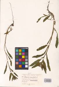 MHA 0 152 640, Lycopsis arvensis subsp. orientalis (L.) Kuzn., Eastern Europe, Lower Volga region (E9) (Russia)