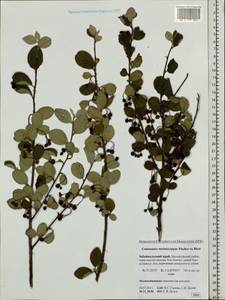 Cotoneaster melanocarpus G. Lodd., Siberia, Baikal & Transbaikal region (S4) (Russia)