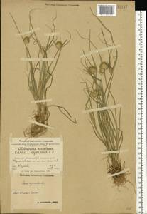 Carex bohemica Schreb., Eastern Europe, Volga-Kama region (E7) (Russia)