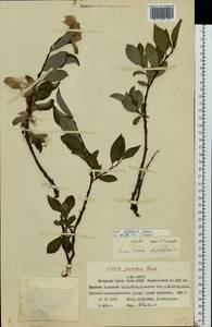 Salix purpurea L., Siberia, Western Siberia (S1) (Russia)