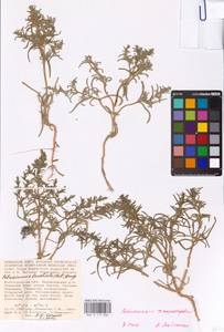 Petrosimonia oppositifolia (Pall.) Litv., Eastern Europe, Lower Volga region (E9) (Russia)