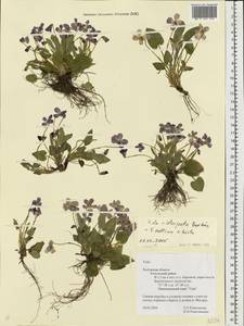 Viola ×interjecta Borbás, Eastern Europe, Central region (E4) (Russia)