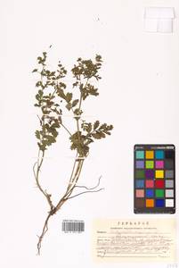 Potentilla supina L., Siberia, Russian Far East (S6) (Russia)