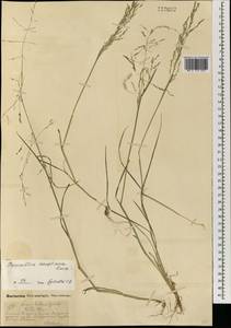 Puccinellia hauptiana (V.I.Krecz.) Kitag., Mongolia (MONG) (Mongolia)