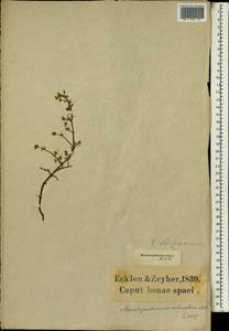 Delosperma echinatum (Lam.) Schwant., Africa (AFR) (South Africa)