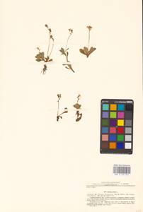 Micranthes stellaris subsp. stellaris, Eastern Europe, Northern region (E1) (Russia)