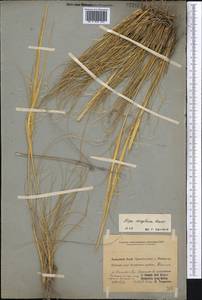 Stipa sareptana A.K.Becker, Middle Asia, Pamir & Pamiro-Alai (M2) (Kyrgyzstan)