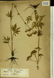 Valeriana rossica P. A. Smirn., Eastern Europe, Central forest-and-steppe region (E6) (Russia)