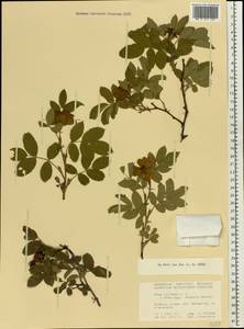 Rosa villosa L., Eastern Europe, Central forest-and-steppe region (E6) (Russia)
