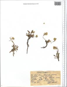Chorispora sabulosa Cambess., Middle Asia, Western Tian Shan & Karatau (M3) (Kazakhstan)