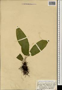 Asplenium scolopendrium subsp. scolopendrium, Caucasus, Abkhazia (K4a) (Abkhazia)