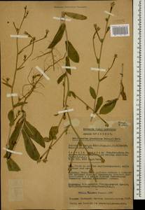 Cichorium glandulosum Boiss. & A. Huet, Caucasus, Turkish Caucasus (NE Turkey) (K7) (Turkey)