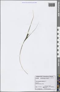 Carex aquatilis Wahlenb., Siberia, Central Siberia (S3) (Russia)