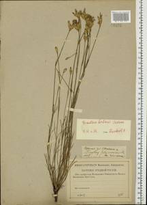 Dianthus borbasii, Eastern Europe, Lower Volga region (E9) (Russia)