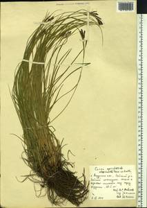 Carex eleusinoides Turcz. ex Kunth, Siberia, Russian Far East (S6) (Russia)