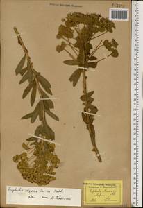 Euphorbia stepposa Zoz ex Prokh., Eastern Europe, South Ukrainian region (E12) (Ukraine)