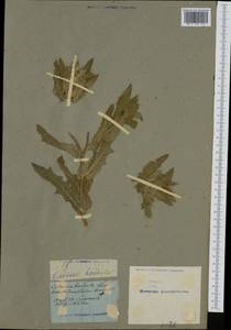 Centaurea benedicta (L.) L., Western Europe (EUR) (Not classified)