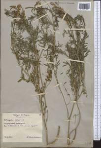 Astragalus sulcatus L., Middle Asia, Northern & Central Kazakhstan (M10) (Kazakhstan)