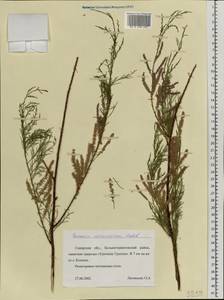 Tamarix ramosissima Ledeb., Eastern Europe, Middle Volga region (E8) (Russia)