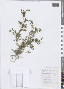 Oxybasis glauca (L.) S. Fuentes, Uotila & Borsch, Crimea (KRYM) (Russia)