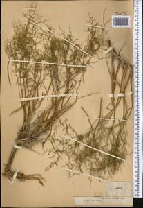 Artemisia songarica Schrenk, Middle Asia, Muyunkumy, Balkhash & Betpak-Dala (M9) (Kazakhstan)