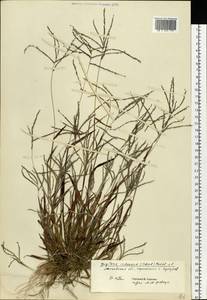 Digitaria ischaemum (Schreb.) Muhl., Eastern Europe, Moscow region (E4a) (Russia)