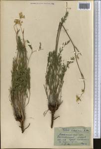 Hippomarathrum ledebourii (G.Don) J.H.Xue, Chepinoga & K.P.Ma, Middle Asia, Northern & Central Kazakhstan (M10) (Kazakhstan)