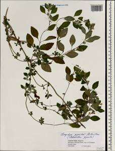 Clinopodium piperitum (D.Don) Murata, South Asia, South Asia (Asia outside ex-Soviet states and Mongolia) (ASIA) (Nepal)