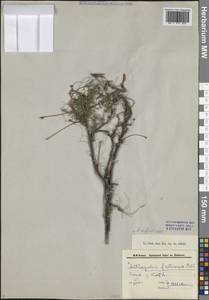 Astragalus syriacus L., Siberia, Baikal & Transbaikal region (S4) (Russia)