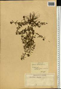 Lythrum thymifolia L., Eastern Europe, South Ukrainian region (E12) (Ukraine)